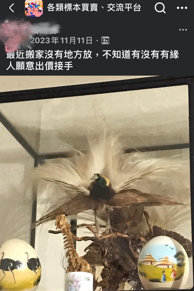 桃園市31歲郭姓男子搬家出清，上網兜售母親所有的保育類天堂鳥標本，遭保七警方網路巡邏發現，桃園地檢署偵結，將郭男與吳母同依違反野生動物保育法起訴。圖 /翻攝自臉書「各類標本買賣、交流平台」
