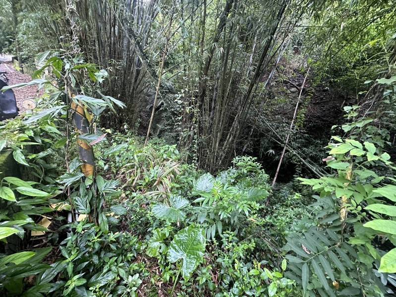 台中7旬老翁日前到太平山區採2大袋的竹筍,被筍園地主撞見報警,老翁被逮捕法辦。圖/民眾提供 台中7旬老翁日前到太平山區採2大袋的竹筍,被筍園地主撞見報警,老翁被逮捕法辦。圖/民眾提供