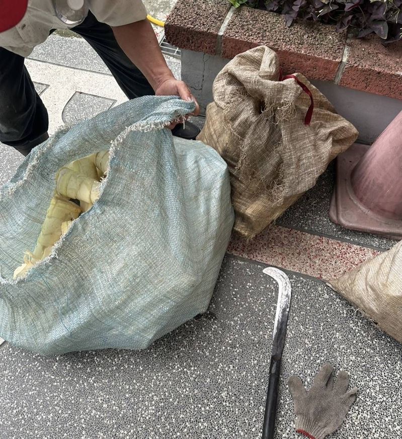 台中7旬老翁日前到太平山區採2大袋的竹筍,被筍園地主撞見報警,老翁被逮捕法辦。圖/民眾提供 台中7旬老翁日前到太平山區採2大袋的竹筍,被筍園地主撞見報警,老翁被逮捕法辦。圖/民眾提供