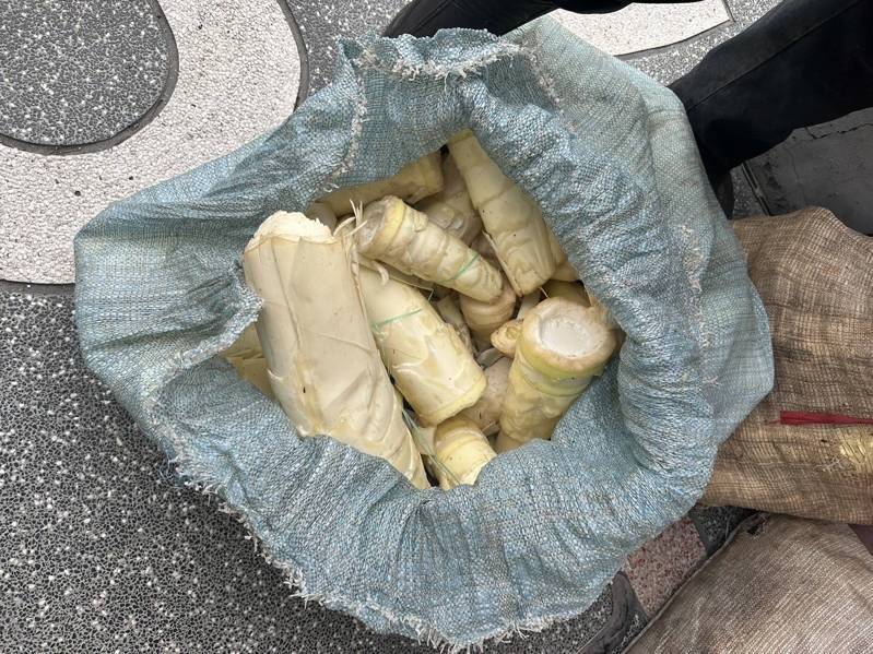 台中7旬老翁日前到太平山區採2大袋的竹筍,被筍園地主撞見報警,老翁被逮捕法辦。圖/民眾提供 台中7旬老翁日前到太平山區採2大袋的竹筍,被筍園地主撞見報警,老翁被逮捕法辦。圖/民眾提供