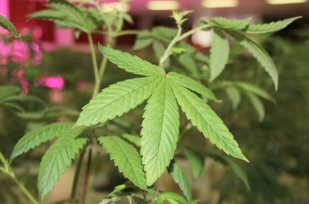 大麻示意圖,與本案無關。圖/報系資料照 大麻示意圖,與本案無關。圖/報系資料照