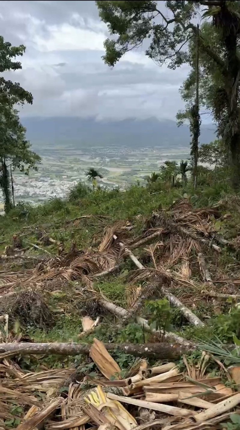 花蓮縣議長張峻被起訴長期占用國有山坡地種檳榔,他在今年7、8月間將檳榔全數砍除,歸還土地。圖/花蓮縣議長張峻提供 花蓮縣議長張峻被起訴長期占用國有山坡地種檳榔,他在今年7、8月間將檳榔全數砍除,歸還土地。圖/花蓮縣議長張峻提供