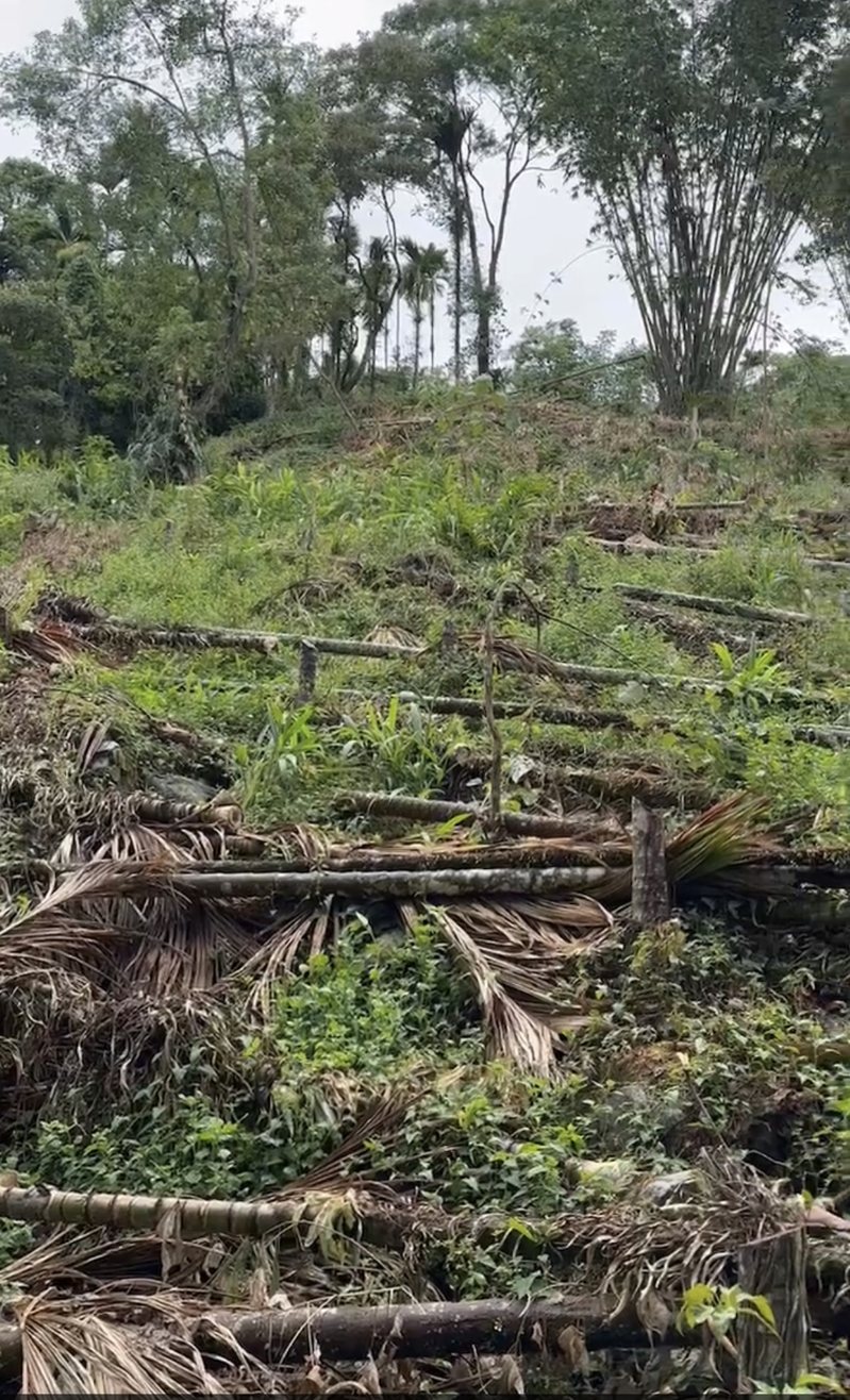 花蓮縣議長張峻遭檢舉長期占用國有山坡地種檳榔被起訴,他指出,依國產署要求,於今年7、8月間將檳榔全數砍除,歸還土地。圖/花蓮縣議長張峻提供 花蓮縣議長張峻遭檢舉長期占用國有山坡地種檳榔被起訴,他指出,依國產署要求,於今年7、8月間將檳榔全數砍除,歸還土地。圖/花蓮縣議長張峻提供