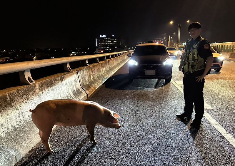 台74快速道路台中市霧峰段昨晚有豬隻闖入車道，警方獲報後，封鎖台74北上車道，順利圍捕竄逃的豬隻，並委由拖吊業者拖至車上，排除道路障礙。記者趙容萱／翻攝