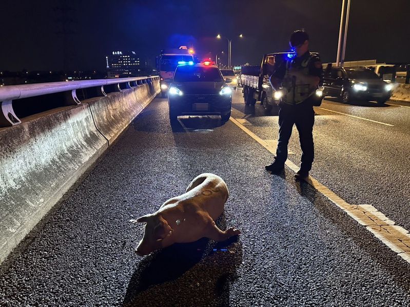 台74快速道路台中市霧峰段昨晚有豬隻闖入車道，警方獲報後，封鎖台74北上車道，順利圍捕竄逃的豬隻，並委由拖吊業者拖至車上，排除道路障礙。記者趙容萱／翻攝