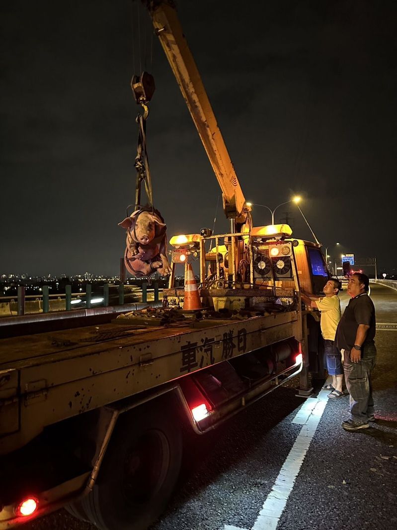 台74快速道路台中市霧峰段昨晚有豬隻闖入車道，警方獲報後，封鎖台74北上車道，順利圍捕竄逃的豬隻，並委由拖吊業者拖至車上，排除道路障礙。記者趙容萱／翻攝