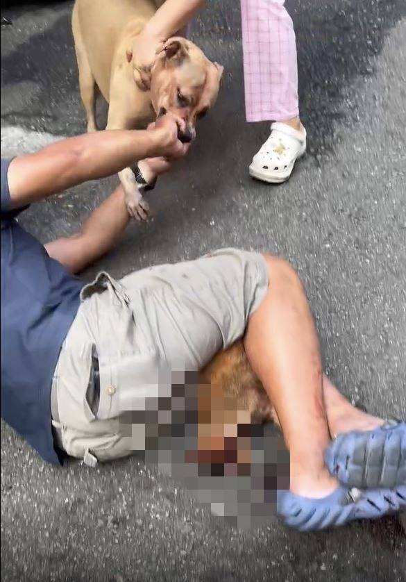 三重比特犬未繫牽繩,導致浪貓慘死街頭,飼主也因疏縱犬隻違法動保法遭開罰。圖/新北市動保處提供 三重比特犬未繫牽繩,導致浪貓慘死街頭,飼主也因疏縱犬隻違法動保法遭開罰。圖/新北市動保處提供