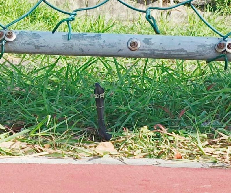 台東市海濱公園籃球場這幾天劇毒「眼鏡蛇」頻出沒，球友打球膽戰心驚，晨運和夜運民眾也怕怕。圖／讀者提供