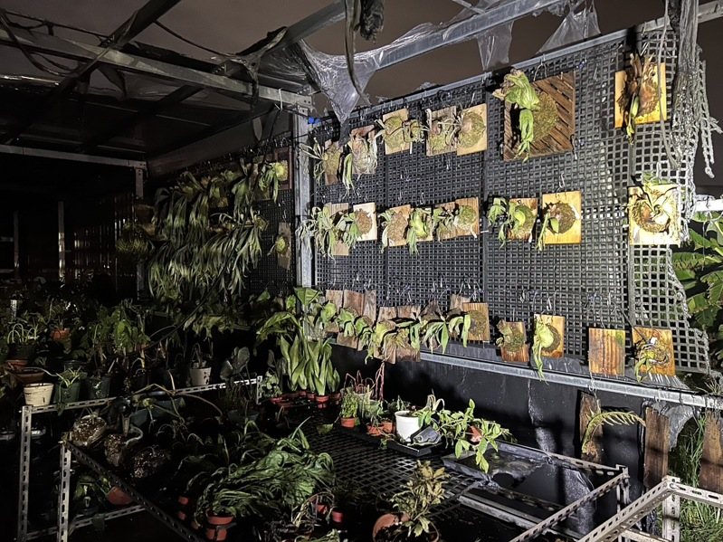 彰化縣花壇鄉一間溫室工寮今晚發生火災，業者溫室裡種植的鹿角蕨付之一炬，損失慘重。圖／彰化消防局提供