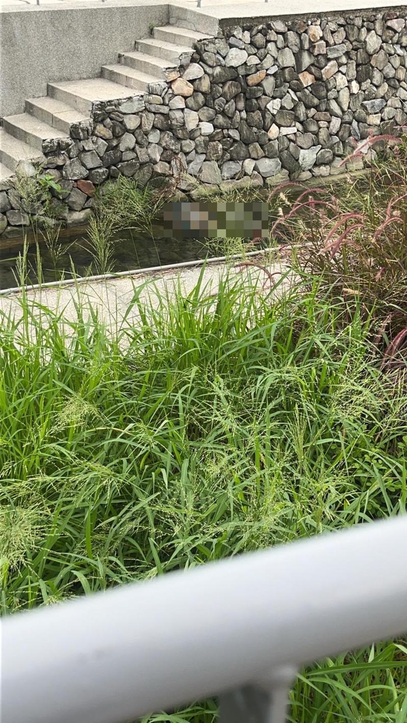 警消獲報西屯區甘肅路、河南路附近水溝有浮屍,確認死者為70歲陳姓婦人。圖/讀者提供 警消獲報西屯區甘肅路、河南路附近水溝有浮屍,確認死者為70歲陳姓婦人。圖/讀者提供