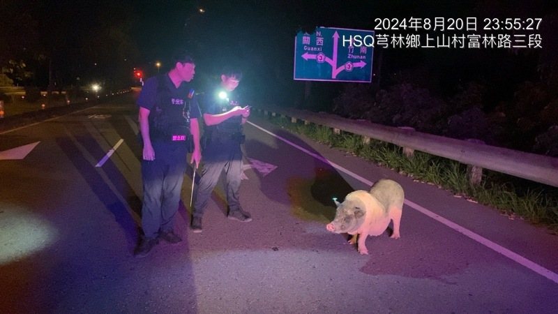 一頭麝香豬昨天深夜在新竹縣芎林鄉國道3號竹林交流道附近遊蕩。圖/警方提供 一頭麝香豬昨天深夜在新竹縣芎林鄉國道3號竹林交流道附近遊蕩。圖/警方提供