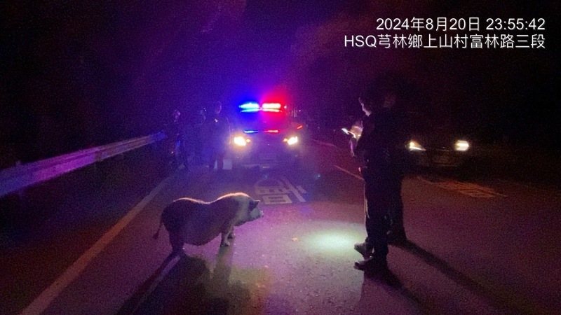 一頭麝香豬昨天深夜在新竹縣芎林鄉國道3號竹林交流道附近遊蕩。圖/警方提供 一頭麝香豬昨天深夜在新竹縣芎林鄉國道3號竹林交流道附近遊蕩。圖/警方提供