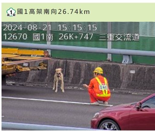 國道1號汐五高架北向環河北路出口前,下午發生4輛車追撞事故,林姓司機受困小貨車內獲救送醫,他帶在車上的小狗跳出車外在路肩行走,工務段人員嘗試將牠帶到安全處,小狗卻拔腿狂奔逃跑,疑似下交流道消失無蹤。圖/翻攝高速公路1968 國道1號汐五高架北向環河北路出口前,下午發生4輛車追撞事故,林姓司機受困小貨車內獲救送醫,他帶在車上的小狗跳出車外在路肩行走,工務段人員嘗試將牠帶到安全處,小狗卻拔腿狂奔逃跑,疑似下交流道消失無蹤。圖/翻攝高速公路1968