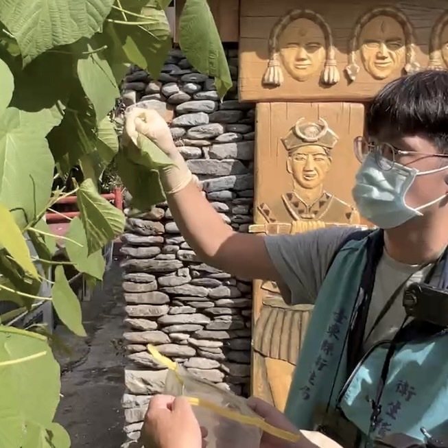 台東縣衛生局人員採集小米粽的食材之一「血桐」,要釐清是否可能是造成食物中毒的原因。圖/取自縣長饒慶鈴臉書 台東縣衛生局人員採集小米粽的食材之一「血桐」,要釐清是否可能是造成食物中毒的原因。圖/取自縣長饒慶鈴臉書