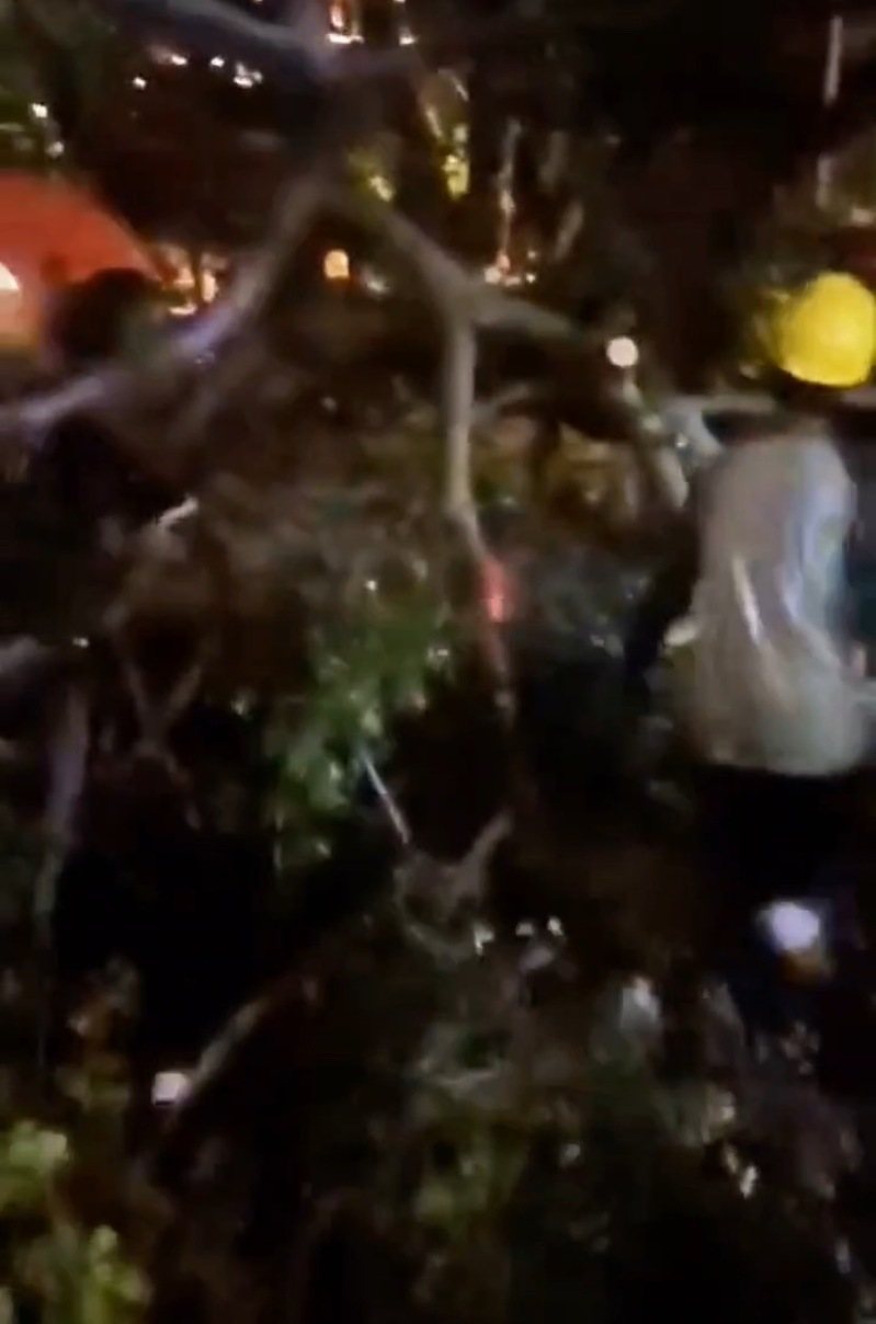 桃園市中壢區吉林路上的三角公園內1棵大榕樹昨晚傾倒，壓到路邊黑色轎車，轎車擋風玻璃嚴重龜裂破損，中壢區公所獲報後，趕緊派員前往發現榕樹疑似有褐根病兆才倒塌，所幸無人受傷。圖／翻攝自社會事新聞影音