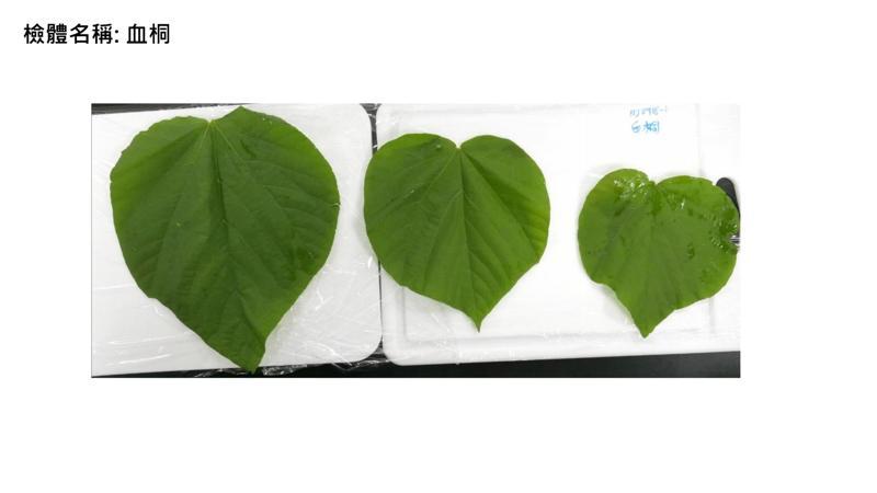 食藥署派員至台東攜回血桐檢體。圖/食藥署提供 食藥署派員至台東攜回血桐檢體。圖/食藥署提供