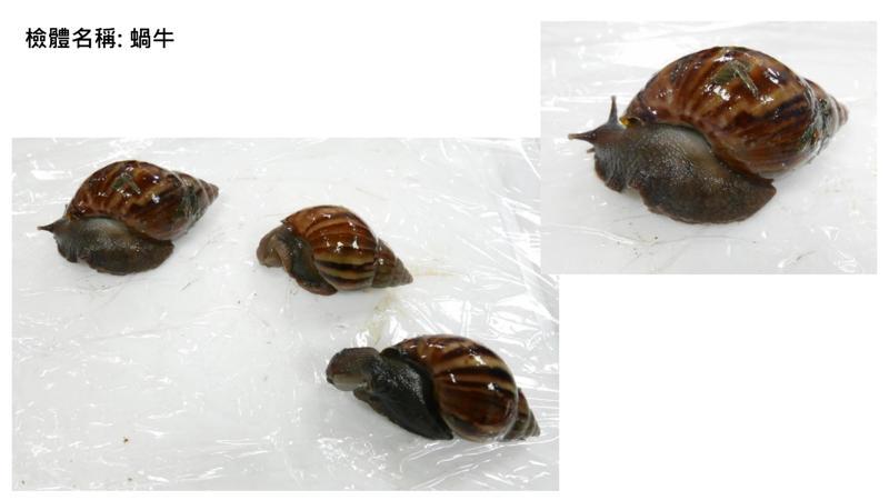 食藥署派員至台東攜回蝸牛檢體。圖/食藥署提供 食藥署派員至台東攜回蝸牛檢體。圖/食藥署提供
