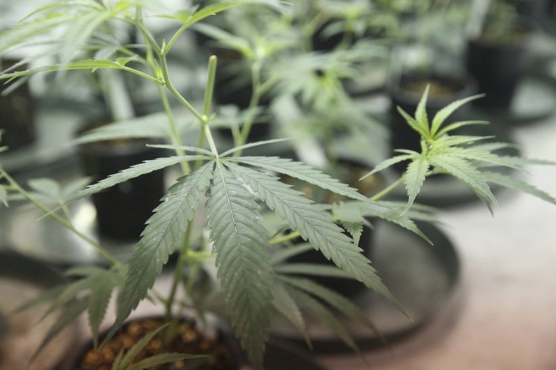 加州突襲搜查非法大麻種植地點，在60次搜查中只有兩人落網並被起訴，且判處輕罪。(美聯社)