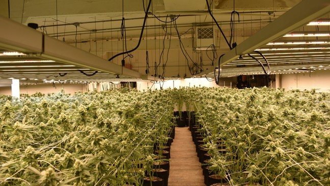 華人幫派被指參與非法大麻生產。圖為紐約華男經營的大麻種植場。(警長提供)