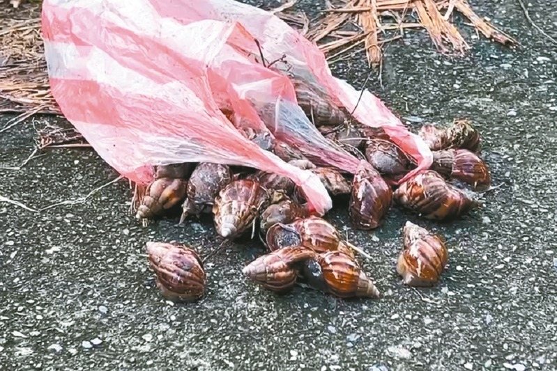 台東縣八十三歲曾姓老婦以李姓族人所送的蝸牛包傳統的阿粨（粽子），她及親友食用後疑食物中毒，造成三死四命危，衛生局將蝸牛帶回送檢驗。圖／民眾提供