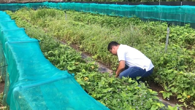 台東疑似食物中毒案引發關注，也讓不少民眾對蝸牛這食材產生誤解，甚至風波已延燒到蝸牛養殖業者，紛紛跳出來澄清說明。圖／民眾提供