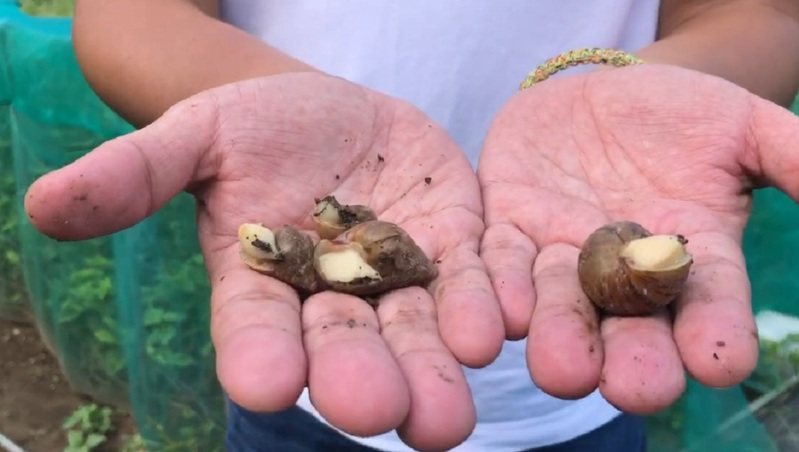 蝸牛養殖業者表示台東這邊生長的蝸牛都很健康，就不懂外面為何都說蝸牛惹的禍，真的被誤解了。圖／民眾提供