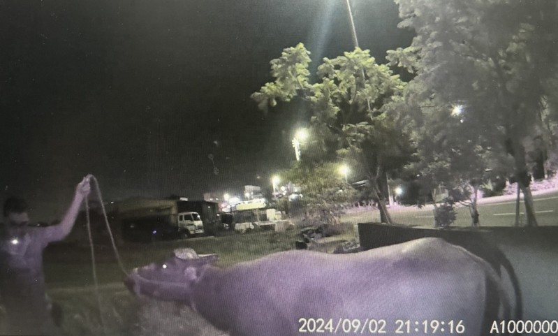 這隻大水牛疑繩索鬆脫後迷路亂竄,昨晚間在頭份市新華里一帶逛大街,警方連夜找到飼主將其帶回。圖/警方提供 這隻大水牛疑繩索鬆脫後迷路亂竄,昨晚間在頭份市新華里一帶逛大街,警方連夜找到飼主將其帶回。圖/警方提供