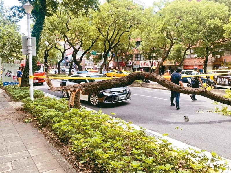 台北市國賠類型主要為樹木維護不良、路面不平、警示或號誌設施不良，欠缺等公共設施設置或管理缺失所致。圖／聯合報系資料照