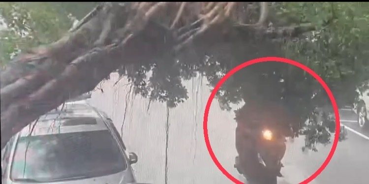 北市萬華區今天發生路樹倒塌，所幸沒有壓傷人，落地最後一秒，一輛雙載機車幸運躲過。記者翁至成／翻攝