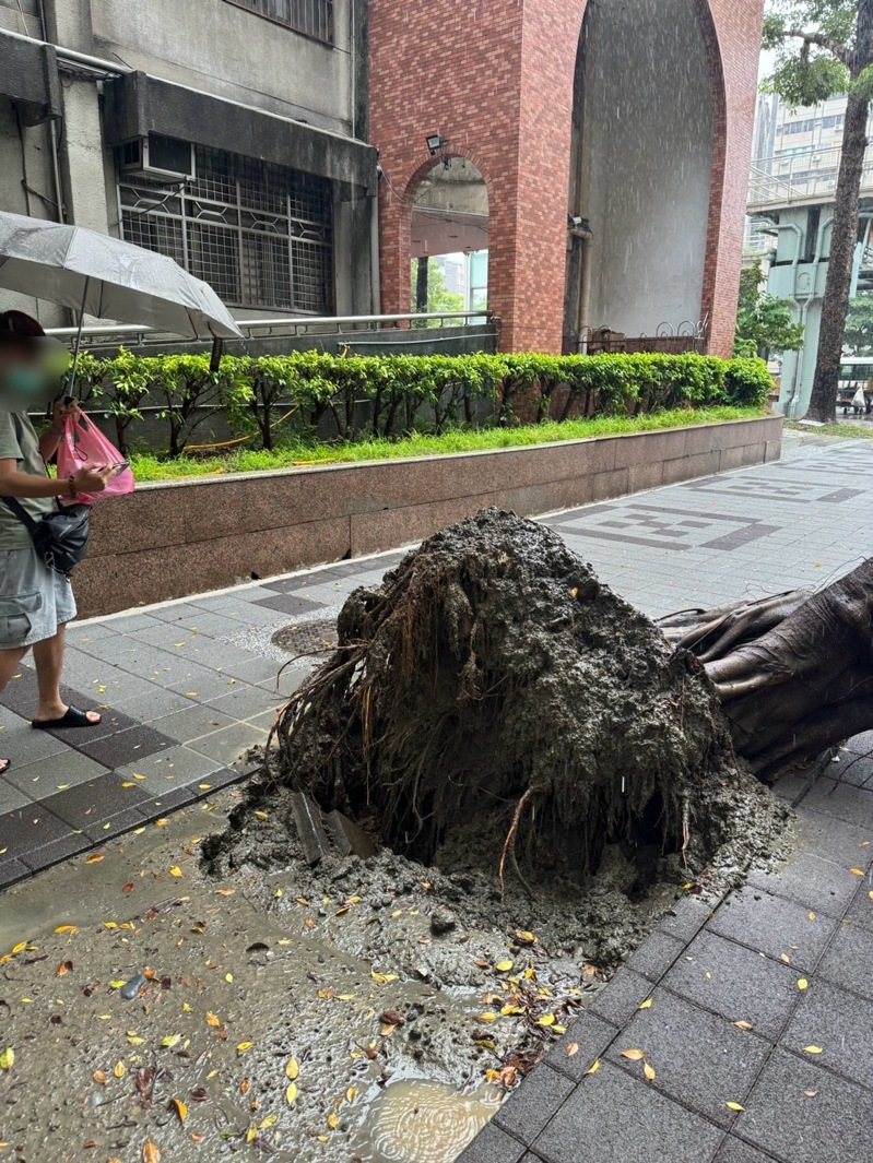 北市萬華區今天發生路樹倒塌，所幸沒有壓傷人。記者翁至成／翻攝