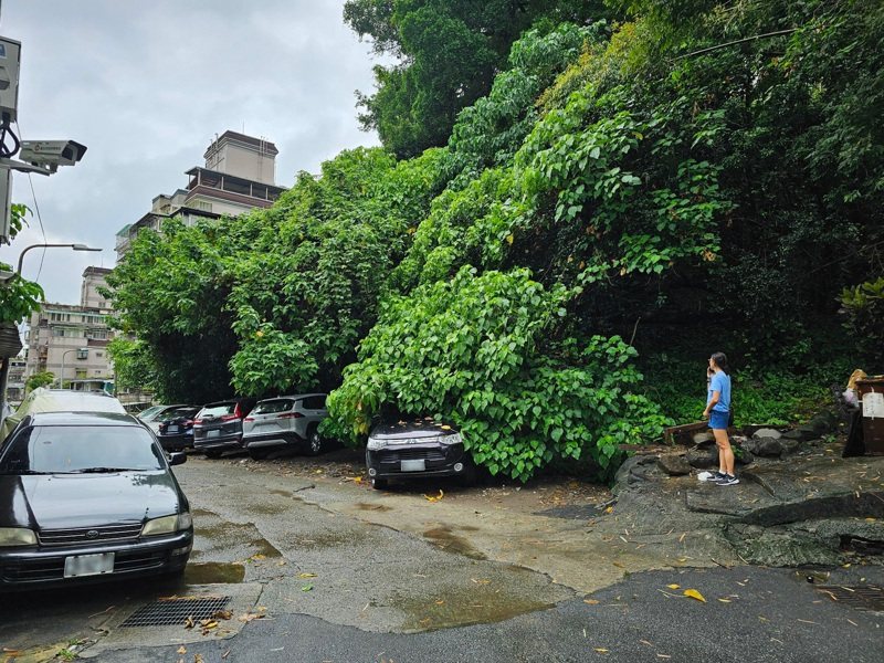 台北市22日大雨不斷,北投區大屯路巷弄發生路樹傾倒意外,壓損停放在樹下的1輛汽車,所幸無人傷亡。圖/翻攝照片(中央社) 台北市22日大雨不斷,北投區大屯路巷弄發生路樹傾倒意外,壓損停放在樹下的1輛汽車,所幸無人傷亡。圖/翻攝照片(中央社)