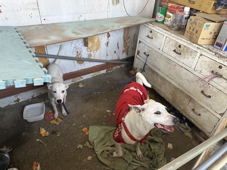 嘉義縣大林鎮周姓女子疑放任愛犬追車咬人，幼童被咬父親憤持鐵棍打狗，家畜所追查發現飼主未盡責任開罰。圖／嘉義縣政府提供