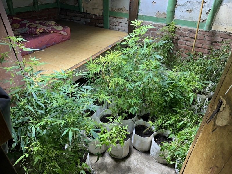 嘉義檢警在嫌犯租屋處查獲307株大麻植栽。圖／翻攝畫面