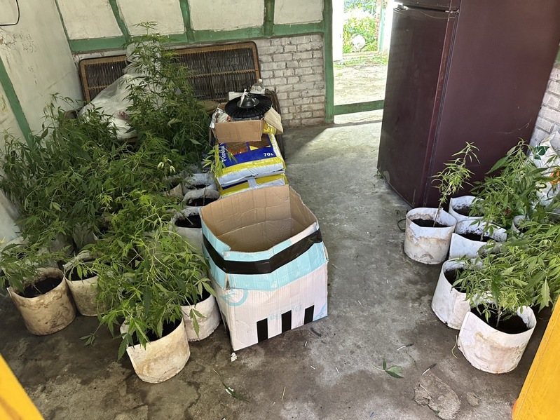 嘉義檢警在嫌犯租屋處查獲307株大麻植栽及相關設備。圖／翻攝畫面