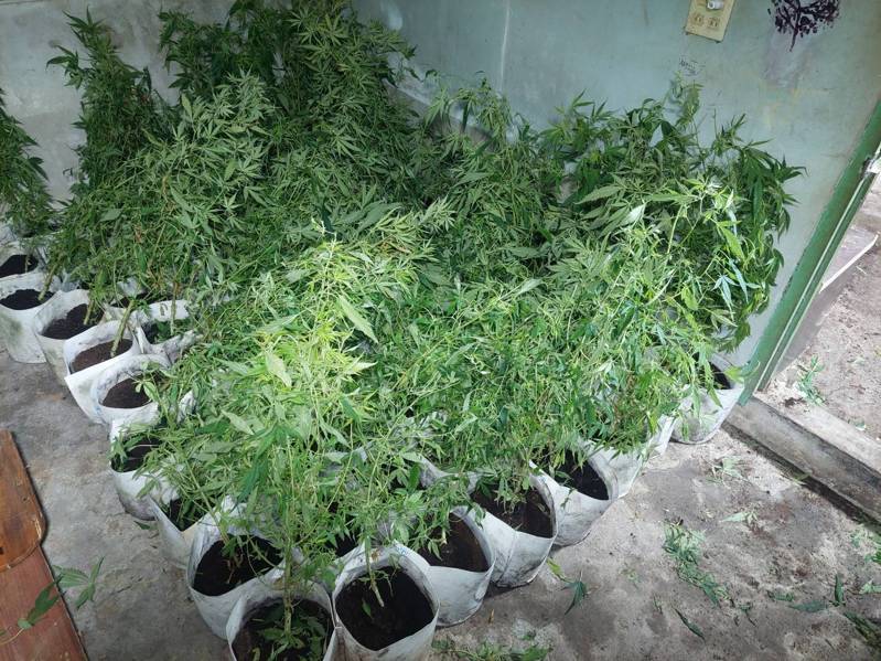 嘉義檢警在嫌犯租屋處查獲307株大麻植栽。圖／翻攝畫面