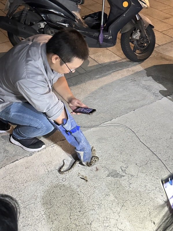 金門一位鄭小姐發現機車裡有蛇，好在捕蛇專家到場協助。圖／讀者提供