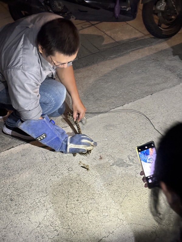 金門一位鄭小姐發現機車裡有蛇，好在捕蛇專家到場協助，結果大人都被嚇壞了，但小孩卻開心的在旁拍照留念。圖／讀者提供
