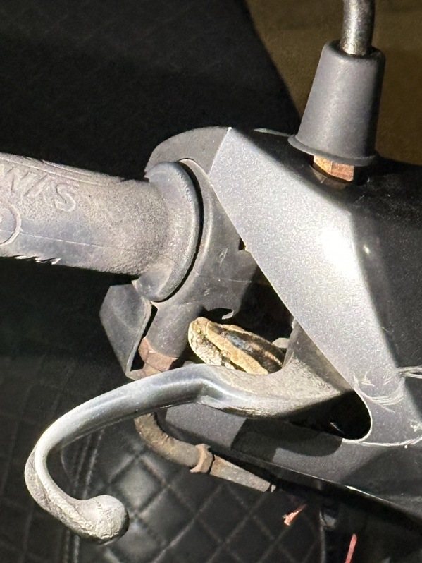 金門一位鄭小姐昨晚發現機車裡有蛇，蛇躲在機車的車頭，看起來超嚇人。圖／讀者提供