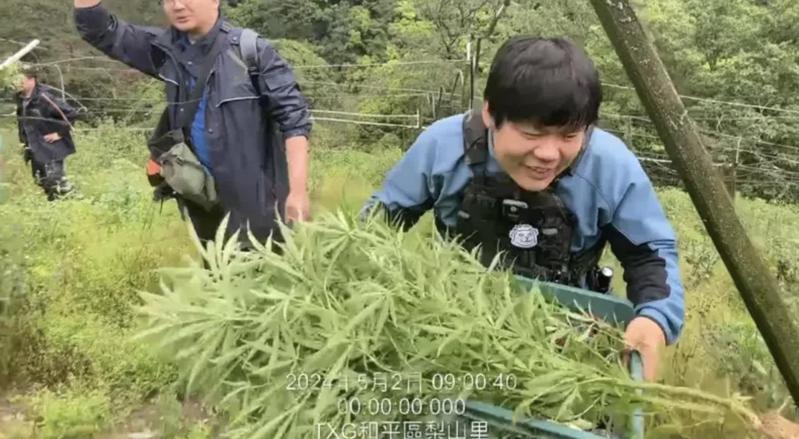 台中和平警方在梨山查獲失聯移工種大麻,逮捕移工查獲大麻50株。圖/警方提供 台中和平警方在梨山查獲失聯移工種大麻,逮捕移工查獲大麻50株。圖/警方提供