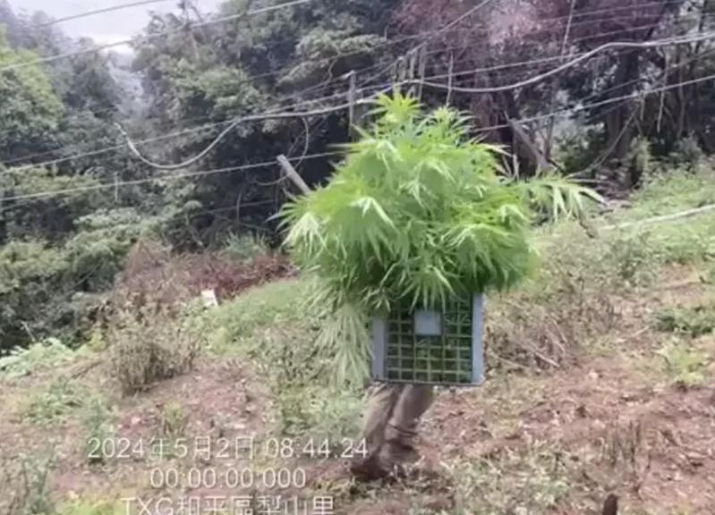 台中和平警方在梨山查獲失聯移工種大麻,逮捕移工查獲大麻50株。圖/警方提供 台中和平警方在梨山查獲失聯移工種大麻,逮捕移工查獲大麻50株。圖/警方提供