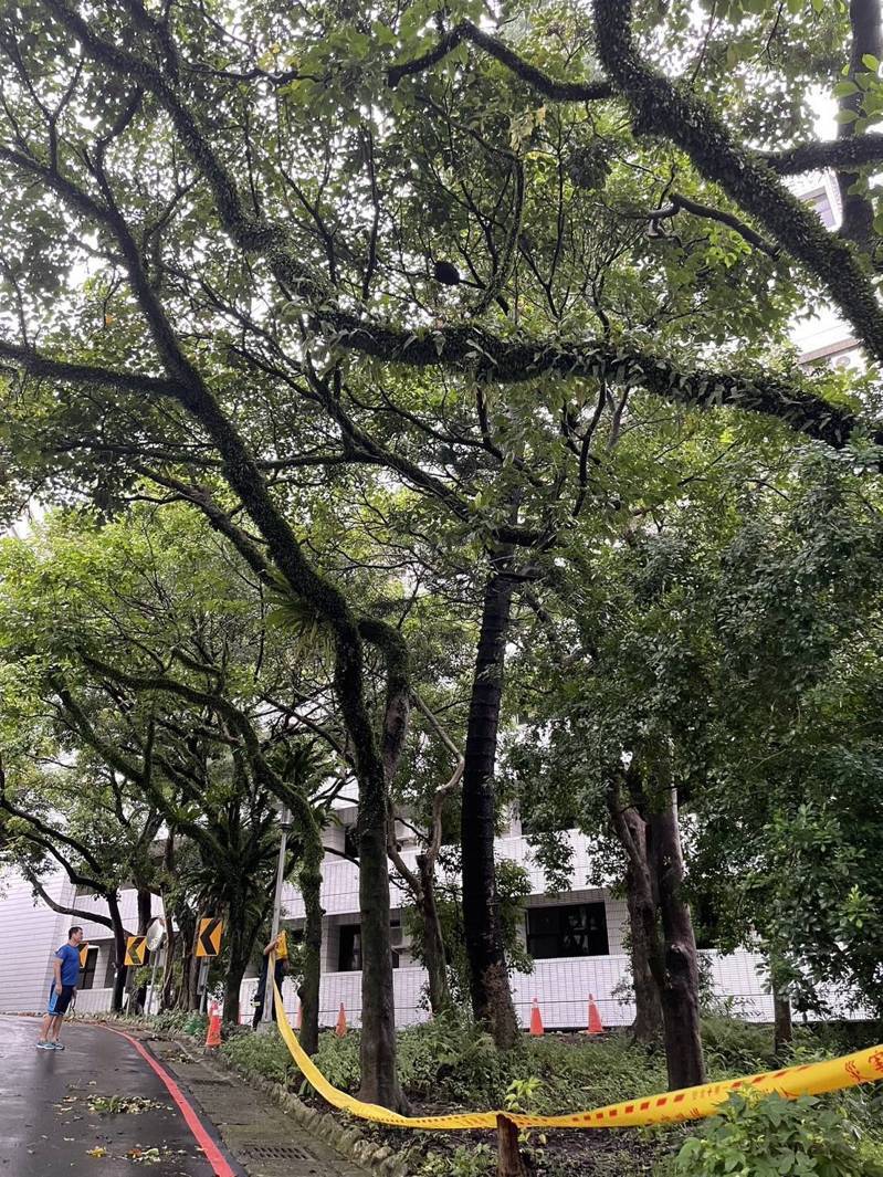 台灣警察專科學校位於台北市文山區,今晨傳出有7名男學生遭虎頭蜂螫傷,所幸意識清醒、送醫後無大礙,消防人員後續已到場將蜂巢清除。記者李隆揆/翻攝 台灣警察專科學校位於台北市文山區,今晨傳出有7名男學生遭虎頭蜂螫傷,所幸意識清醒、送醫後無大礙,消防人員後續已到場將蜂巢清除。記者李隆揆/翻攝