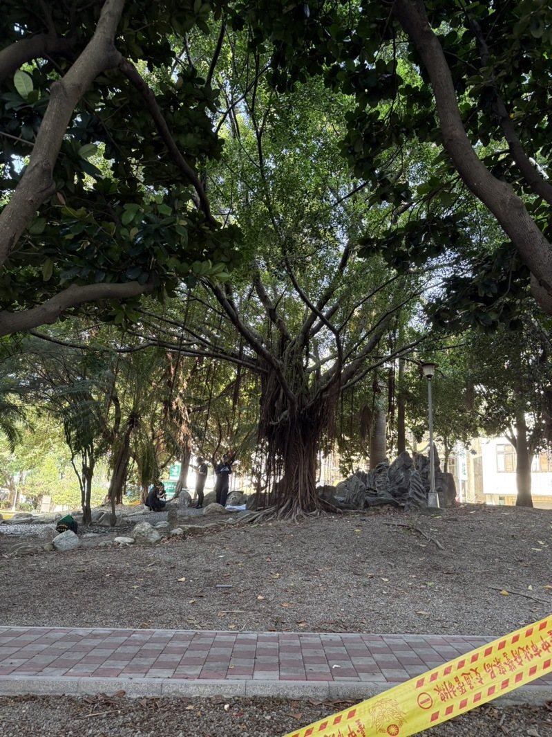 台中市一名男子今早被人發現掛在英士公園的榕樹上,已明顯死亡,嚇壞晨運民眾,警方到場採證。圖/讀者提供 台中市一名男子今早被人發現掛在英士公園的榕樹上,已明顯死亡,嚇壞晨運民眾,警方到場採證。圖/讀者提供