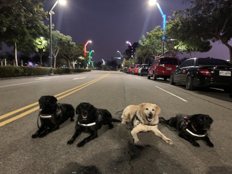 台中市警犬隊的4隻警犬Tiny、Candy、Baby、Pinky（左起）服勤滿7年將退役。圖／台中市刑大提供