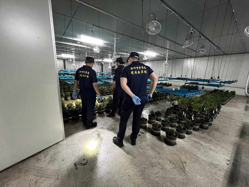 新竹三環幫成員池政勳涉嫌在新竹縣新埔鎮租倉庫種大麻，警方搜出大麻4519株，為國內史上查獲最大量大麻栽種。記者李奕昕／翻攝