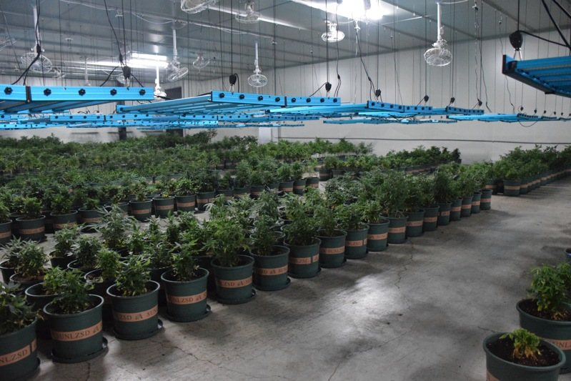 新竹三環幫成員池政勳涉嫌在新竹縣新埔鎮租倉庫種大麻，警方搜出大麻4519株，為國內史上查獲最大量大麻栽種。記者李奕昕／翻攝