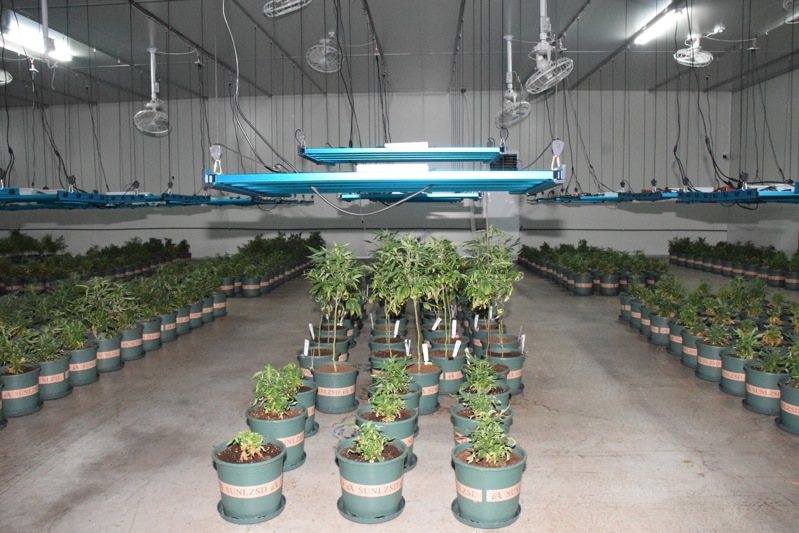 新竹三環幫成員池政勳涉嫌在新竹縣新埔鎮租倉庫種大麻，警方搜出大麻4519株，為國內史上查獲最大量大麻栽種。記者李奕昕／翻攝
