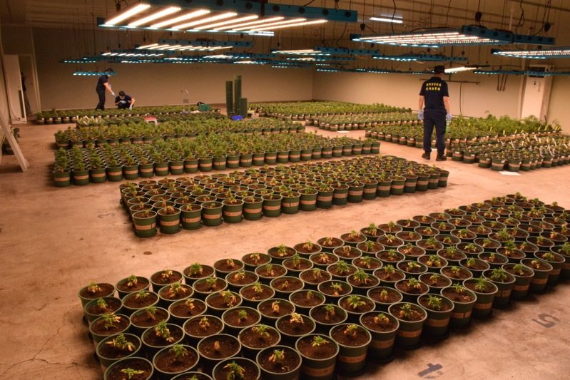 新竹三環幫成員池政勳涉嫌在新竹縣新埔鎮租倉庫種大麻，警方搜出大麻4519株，為國內史上查獲最大量大麻栽種。記者李奕昕／翻攝