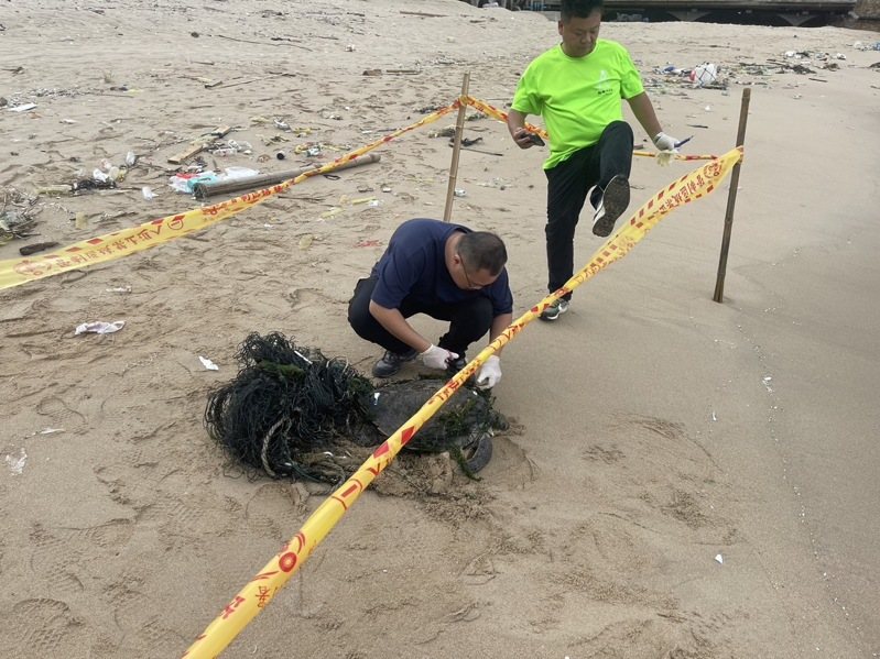 連江南竿復興沃一帶今上午出現海龜擱淺，並遭漁網纏繞而無法動彈，海巡署金馬澎分署巡查十發現，立即通報相關單位並運返台灣做後續安置。圖／金馬澎分署提供