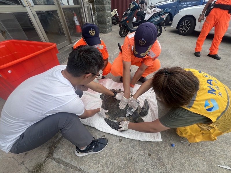 連江南竿復興沃一帶今上午出現海龜擱淺，並遭漁網纏繞而無法動彈，海巡署金馬澎分署巡查十發現，立即通報相關單位並運返台灣做後續安置。圖／金馬澎分署提供