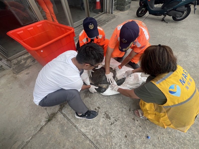 連江南竿復興沃一帶今上午出現海龜擱淺，並遭漁網纏繞而無法動彈，海巡署金馬澎分署巡查十發現，立即通報相關單位並運返台灣做後續安置。圖／金馬澎分署提供